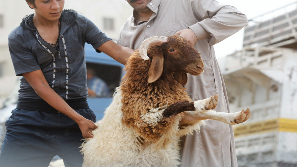 الأردن يخاطب السعودية للسماح بإعادة تصدير الأغنام بعد تعليقه